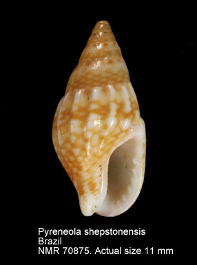 Pyreneola shepstonensis.jpg - Pyreneola shepstonensis(E.A.Smith,1910)